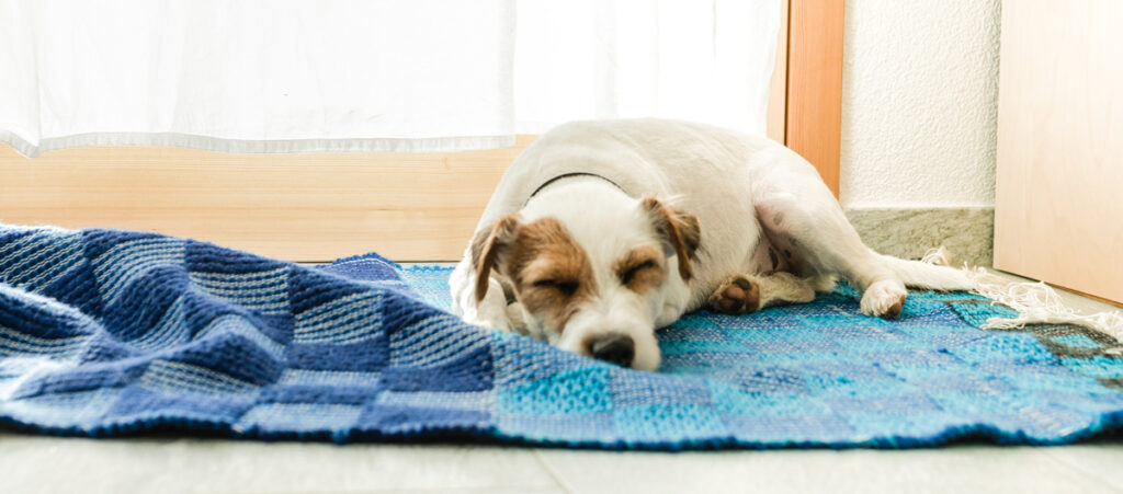 Mein Hund auf einem gewebten Teppich