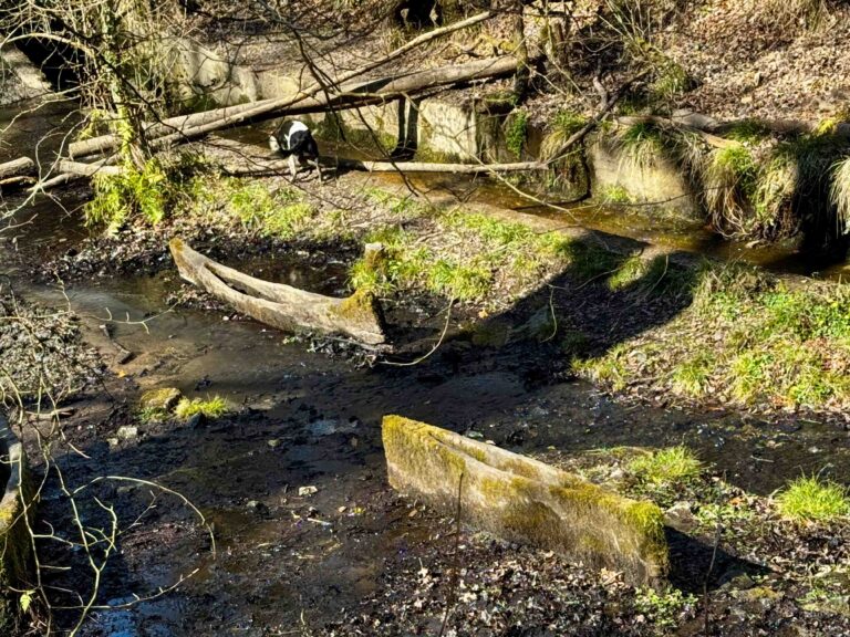 Sculpture Trail – Forest Dean