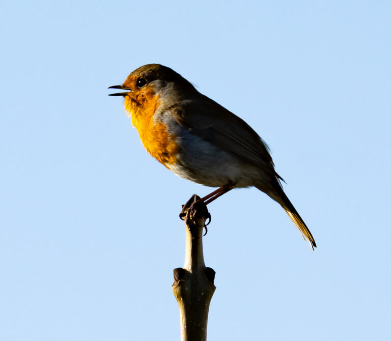 Robin