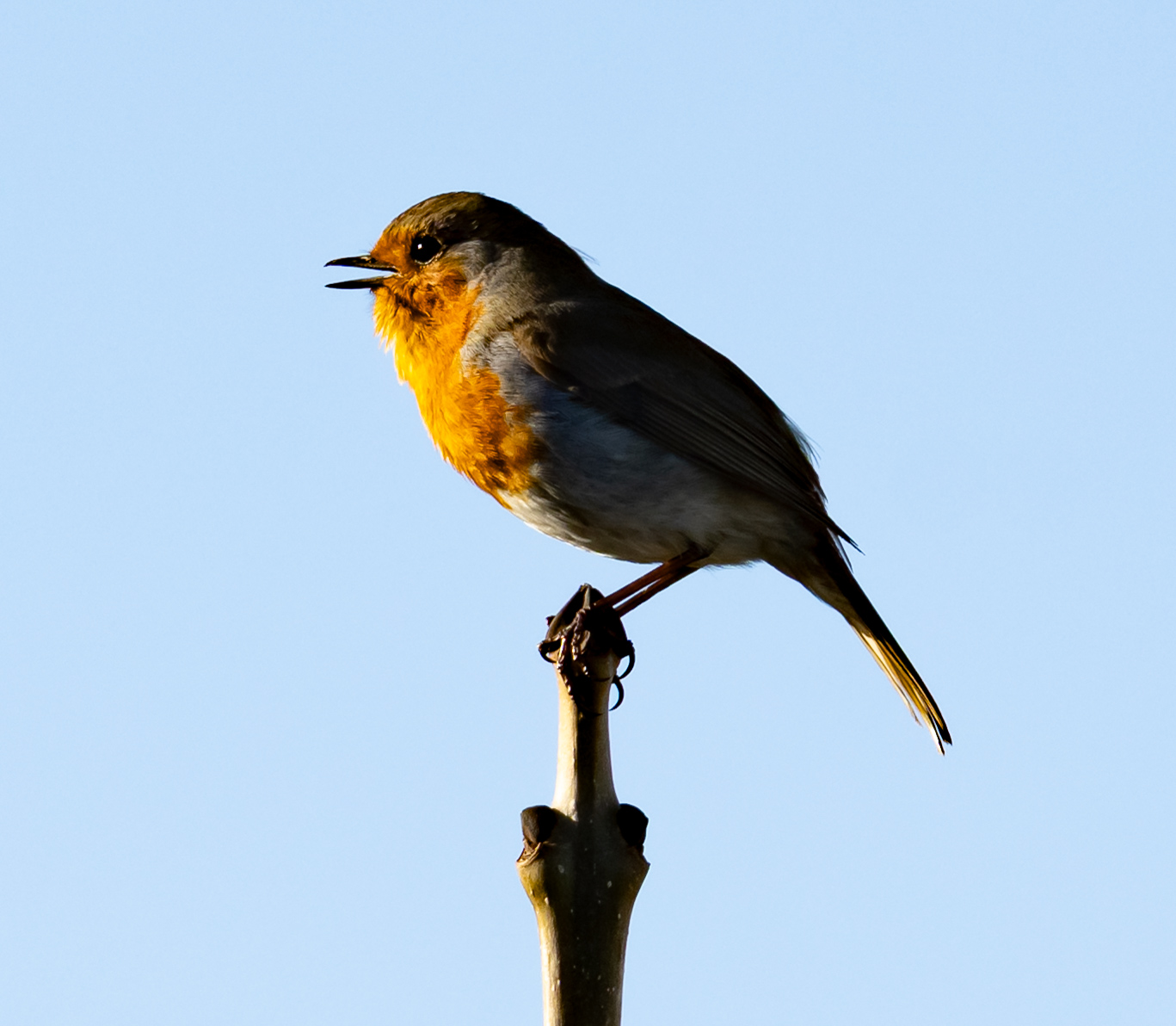 Robin