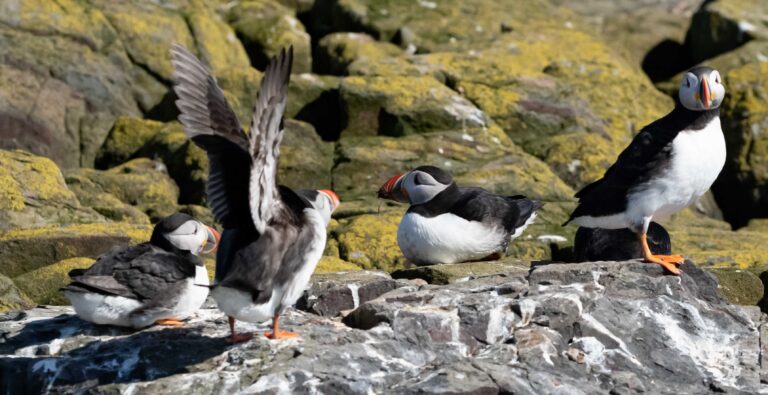 Holy Island