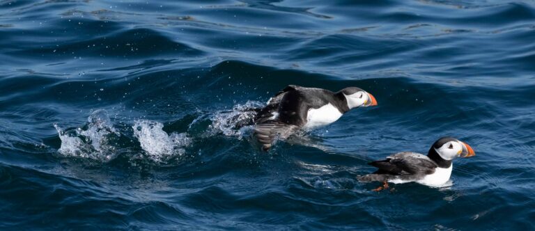 Farne Islands = Puffins!!!