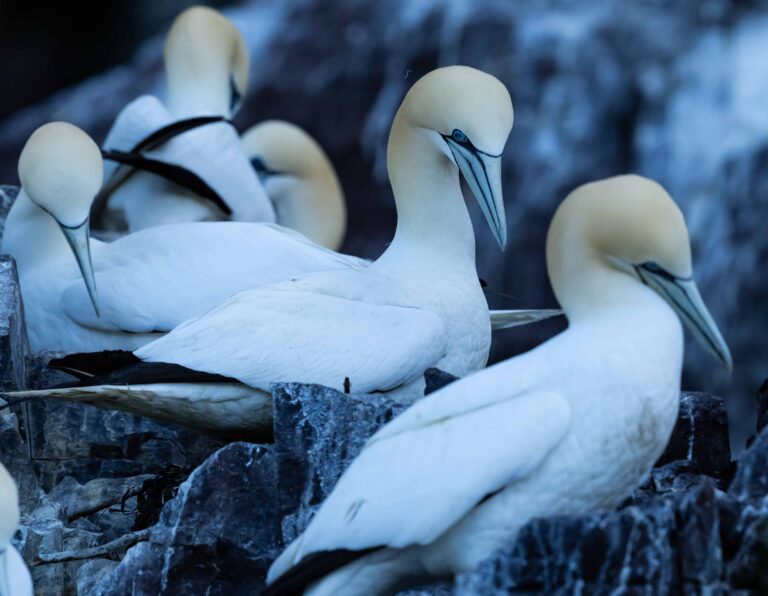 Vogelsafari in North Berwick
