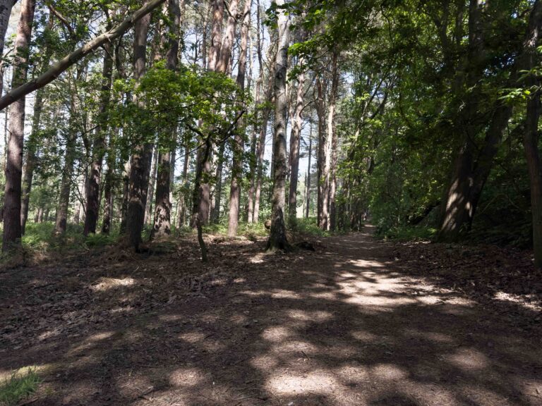 Delamere Forest
